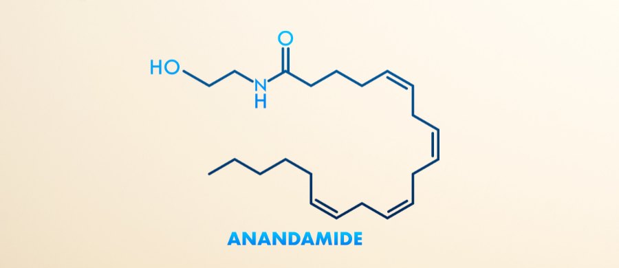 Anandamida: A Maconha Produzida pelo Próprio Corpo