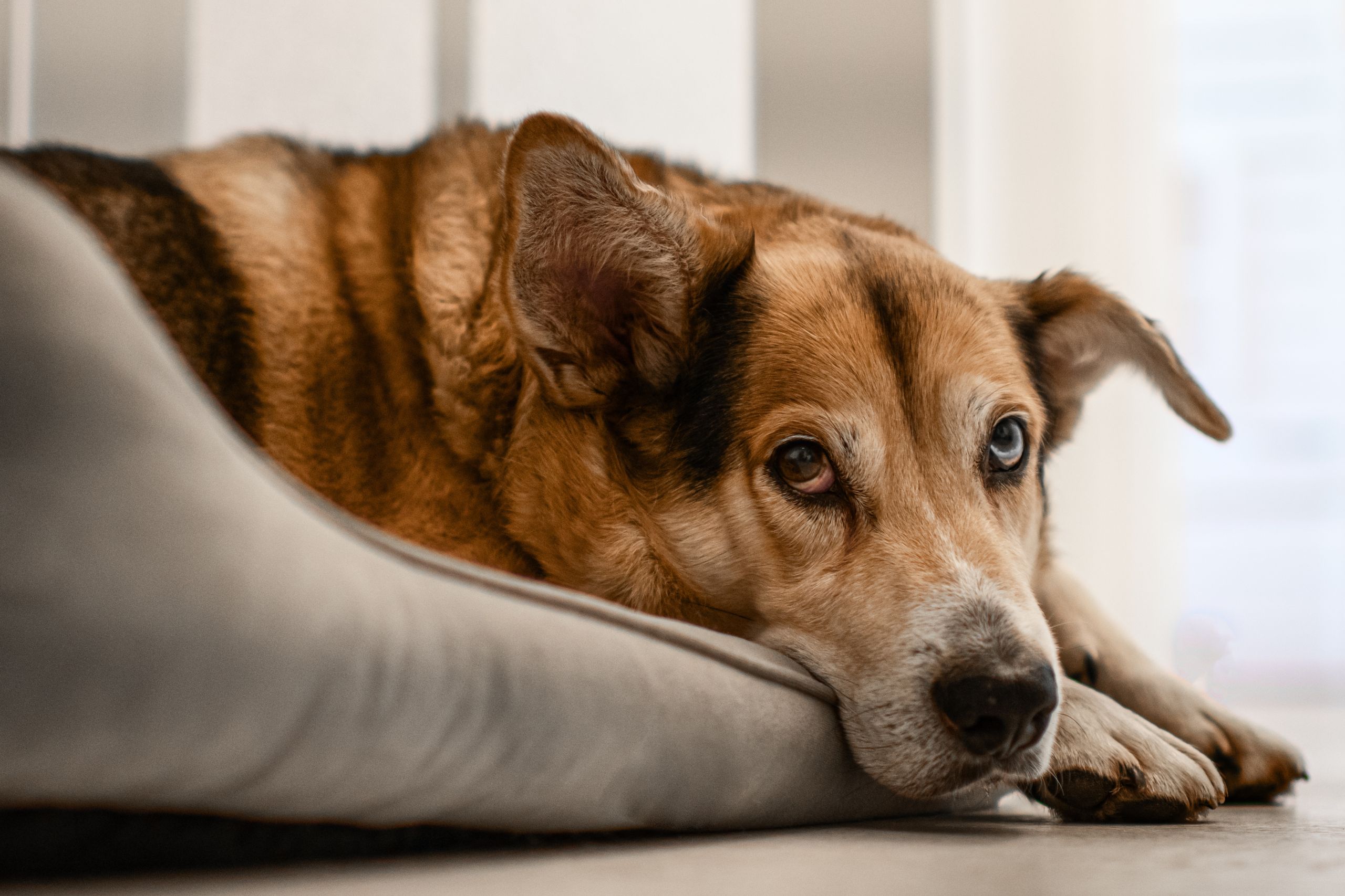 Síndrome-da disfunção-cognitiva-canina